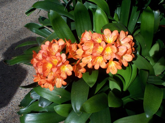 copy-of-longwood-april-2009-115