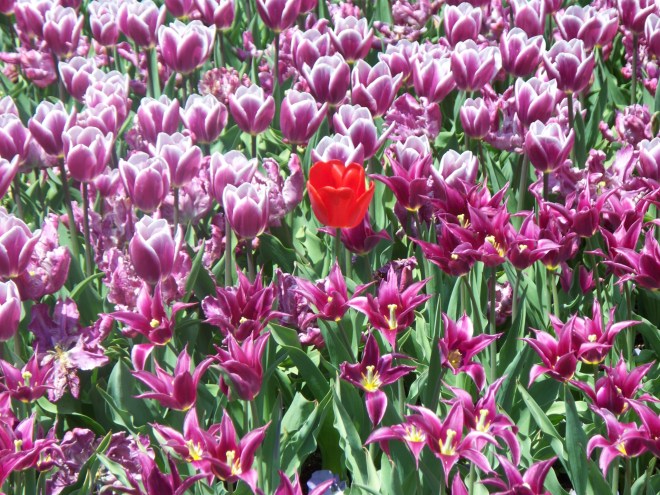 longwood-april-2009-050