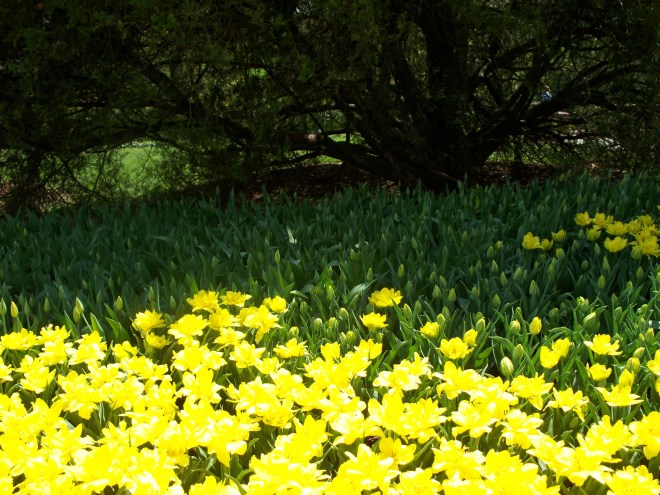 longwood-april-2009-065