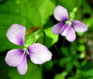 wisconsin violet