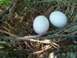 Mourning Dove eggs
