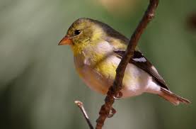 yellow finch
